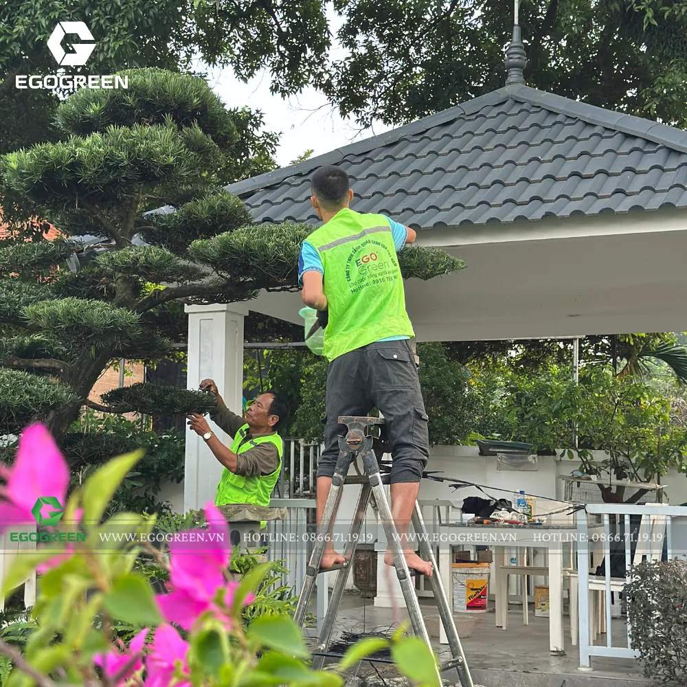 EGOGREEN cung cấp dịch vụ chăm sóc và duy trì cảnh quan.